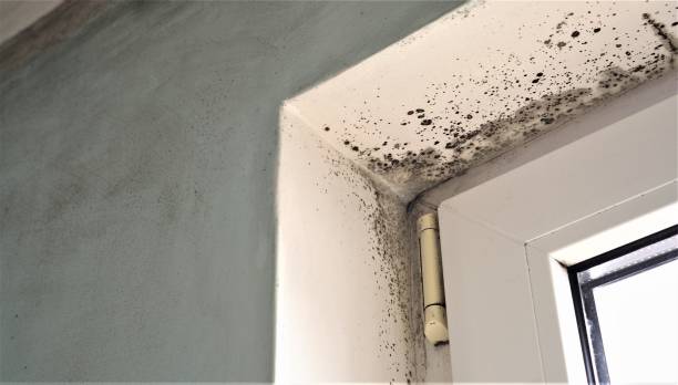 Best Mold-Related Health Consultation  in Elizabethtown, NC