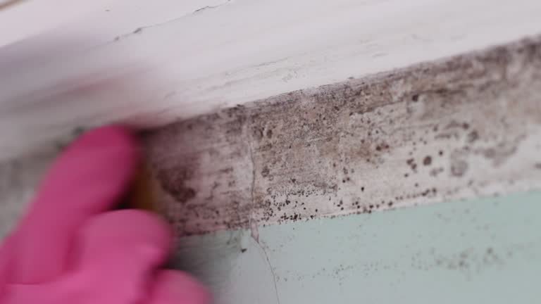Best Air Quality Testing for Mold Spores  in Elizabethtown, NC